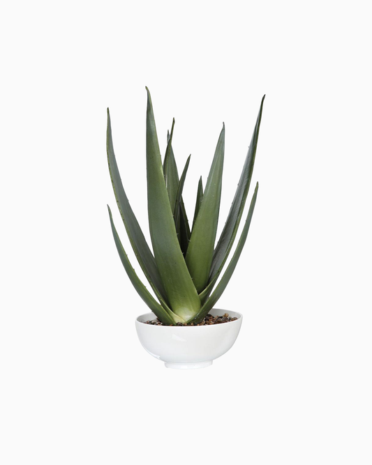 Evarado Aloe Planter