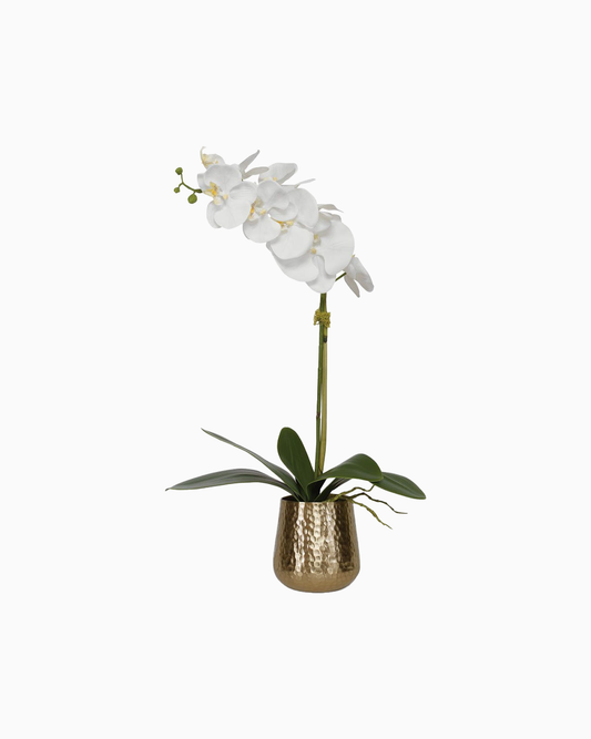 Cami Orchid, Brass