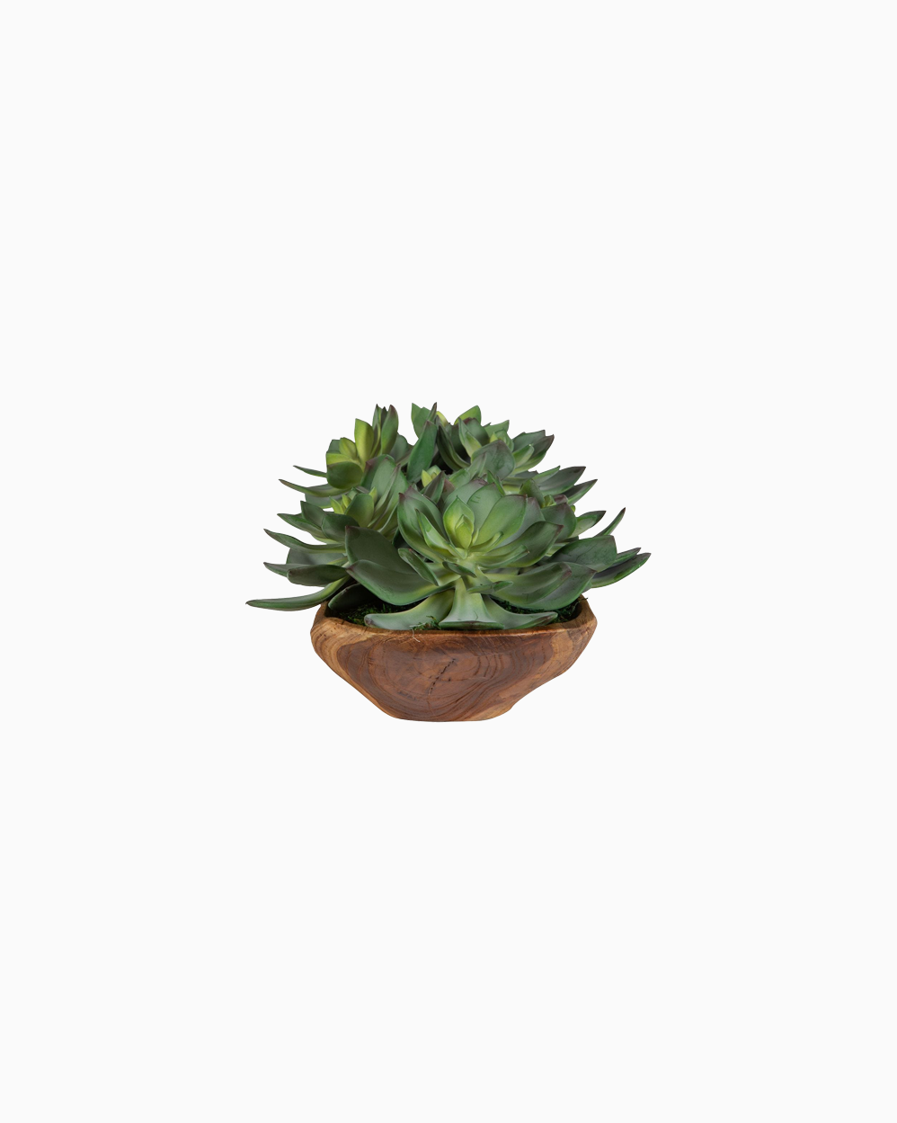 Yuma Succulent Centerpiece