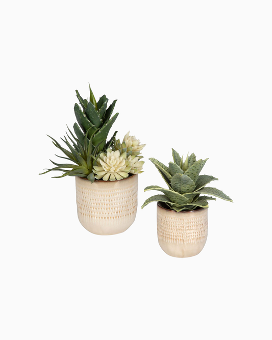 Seaside Succulents